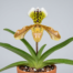 A glossy yellow, white, and green Paphiopedilum Exul flower rising above thick green leaves.