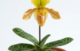 Miniature Paphiopedilum Helenae orchid showing its bright yellow dorsal sepal and glossy amber-toned pouch.