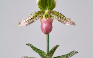 Paphiopedilum Liemianum orchid showing its pink pouch-shaped flower and mottled green leaves.