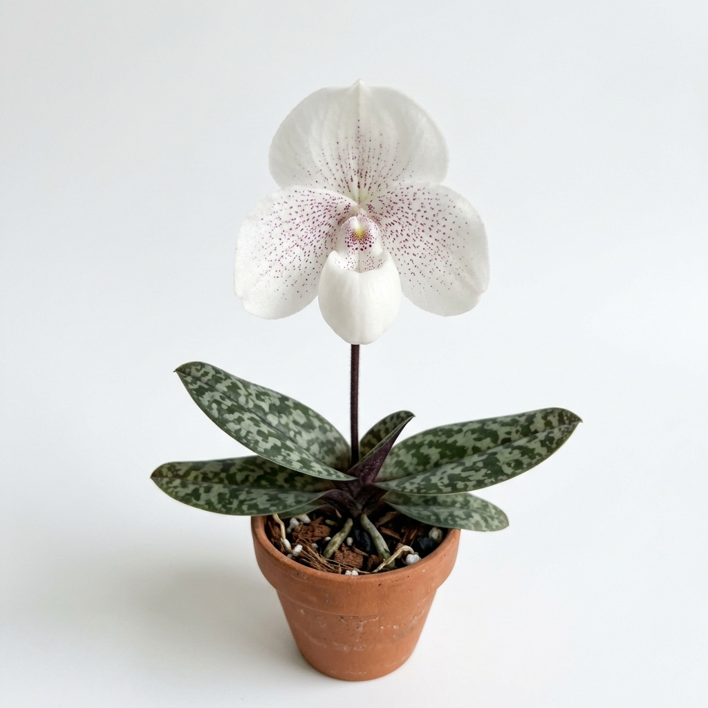 A close-up of a blooming Paphiopedilum Niveum orchid with a round white flower and mottled green leaves against a light gray background.