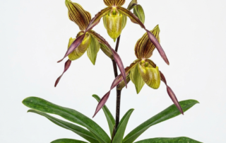 Paphiopedilum Praestans orchid flower showing twisted lateral petals and a striped dorsal sepal.
