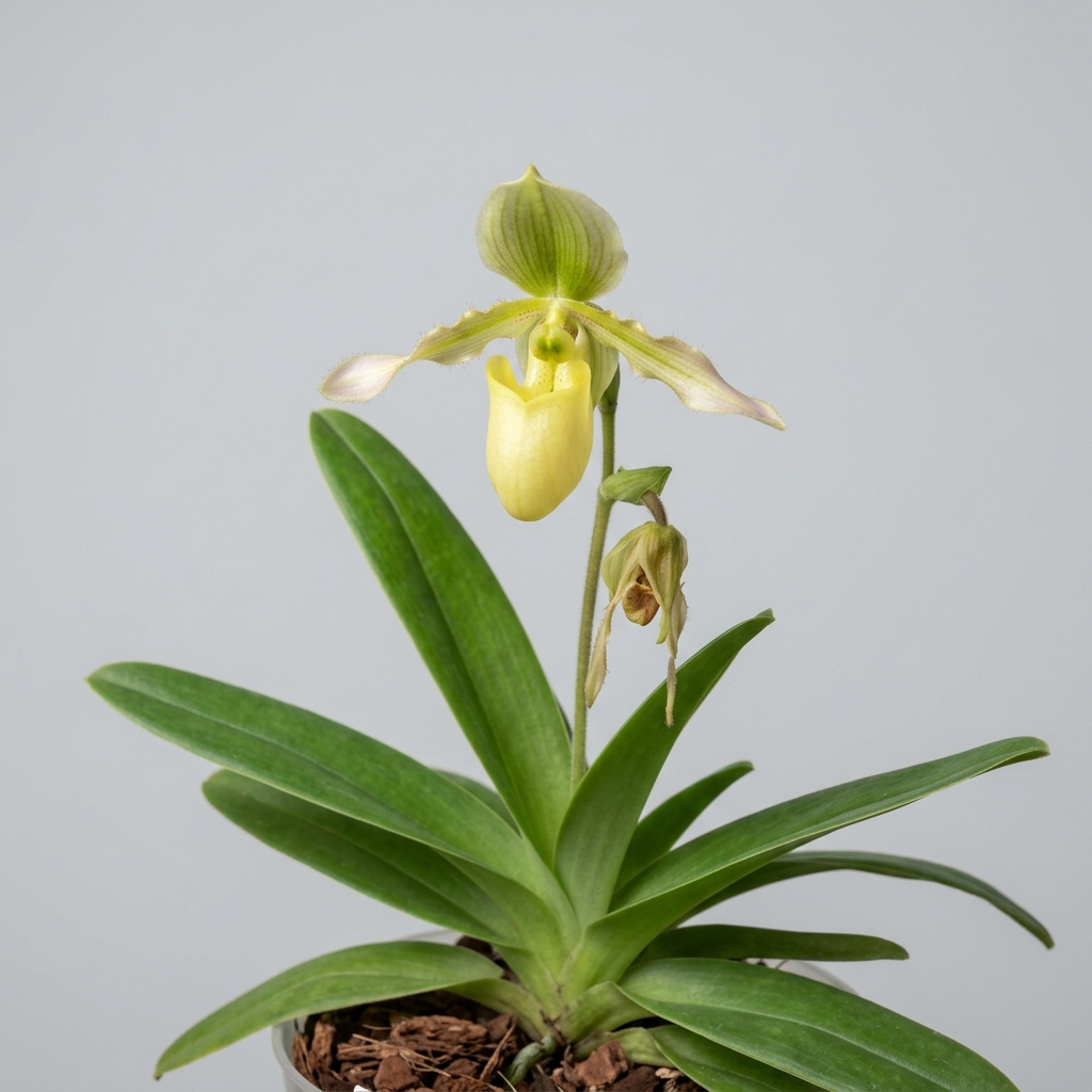 Paphiopedilum Primulinum orchid showing its soft primrose-yellow pouch flower and solid green foliage.