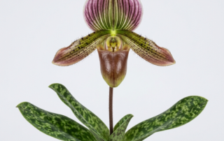 Paphiopedilum Robinsonii orchid with mottled green leaves and a pouch-shaped flower.