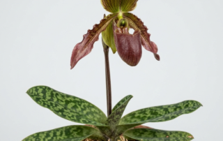 A Paphiopedilum Sangii orchid bloom with downward-pointing mahogany petals and a hooded dorsal sepal.