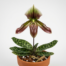 A Paphiopedilum Superbiens orchid showing its mottled green leaves and maroon pouch-shaped flower.