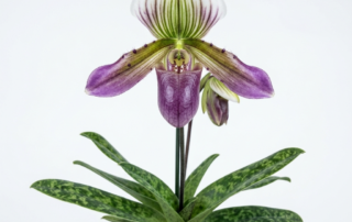 Paphiopedilum Violascens orchid showing its mottled green leaves and a single violet-purple slipper flower.
