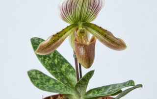 Paphiopedilum Wentworthianum orchid showing its mottled green leaves and mahogany pouch-like flower.