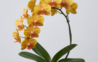 A Phalaenopsis Golden Beauty orchid with golden-yellow flowers and a vibrant reddish-pink lip.