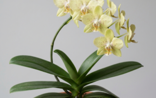 Phalaenopsis Hygrochila orchid showing thick green leaves and arching flower spikes with spotted blossoms.