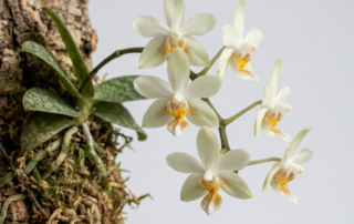 A close-up of the pale greenish-white flower and colorful lip of a Phalaenopsis Malipoensis orchid.
