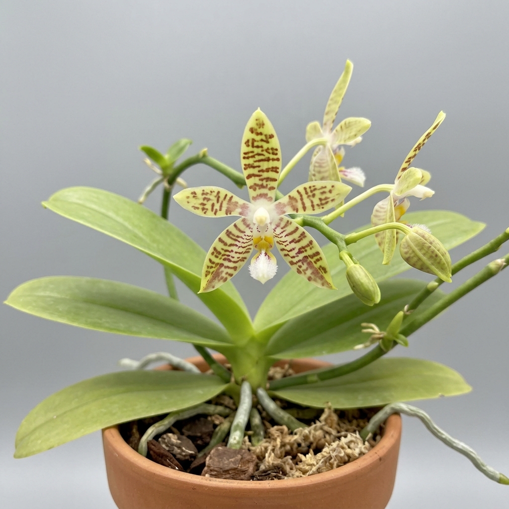 A close-up of the star-shaped, pale yellow and brown-barred flower of a Phalaenopsis Pallens orchid.