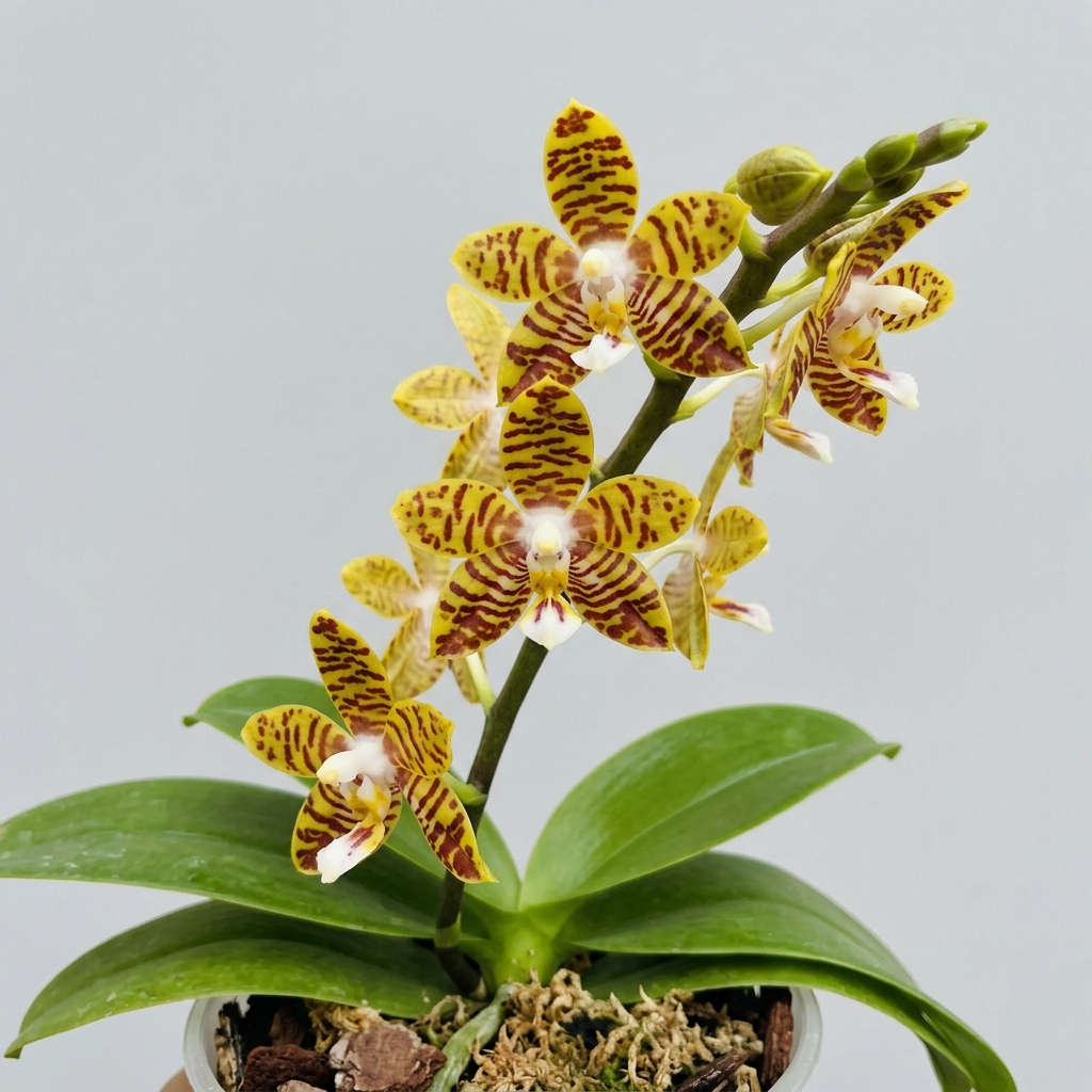 A Phalaenopsis Pantherina orchid showing star-shaped yellow flowers with reddish-brown bars.
