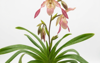 Phragmipedium Sedenii orchid with sequential pink and cream slipper-shaped flowers.
