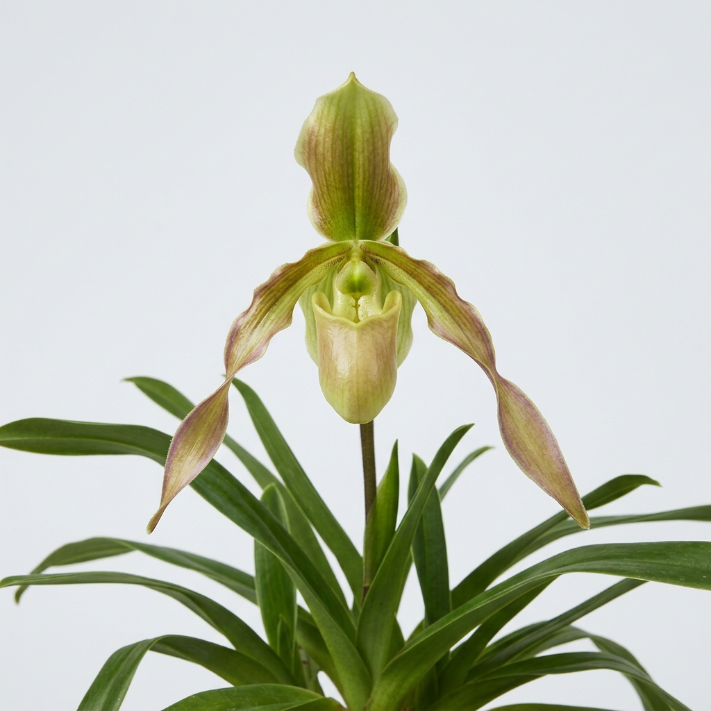 Phragmipedium Richteri orchid bloom with twisted petals and a green and bronze pouch-shaped lip.