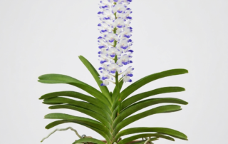 Upright flower spike of Rhynchostylis Coelestis orchid with white and blue-violet blossoms.
