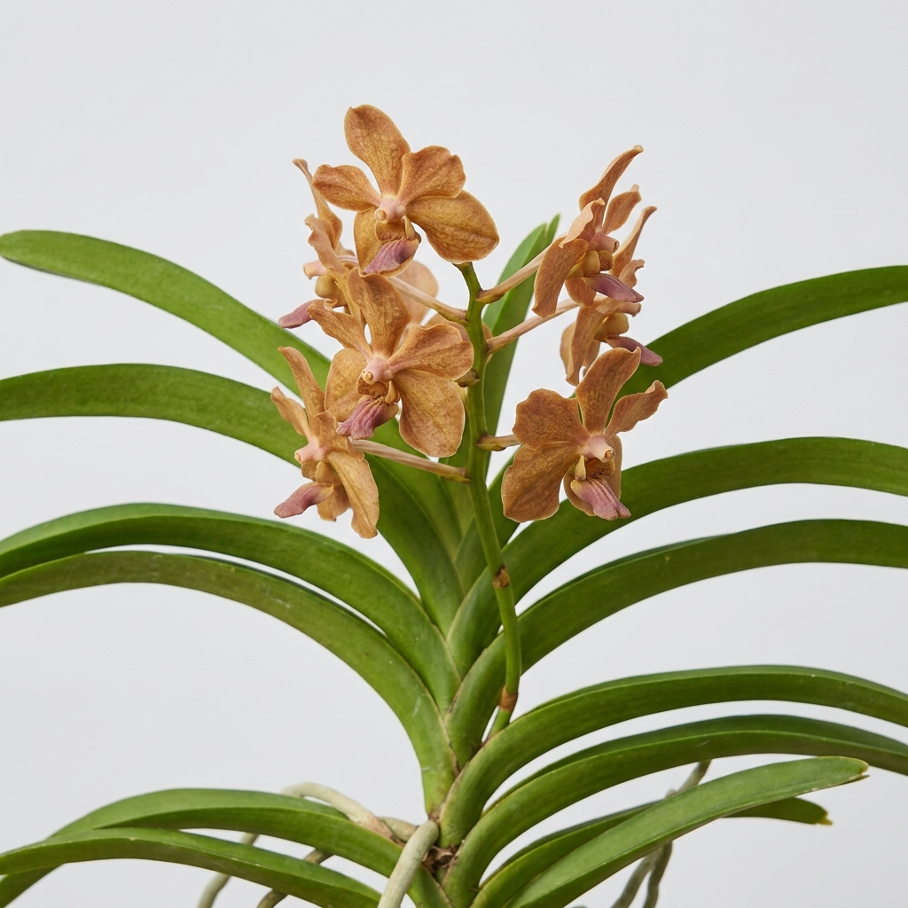 Vanda Helvola orchid with amber and reddish-brown flowers growing bare-root in a wooden basket.
