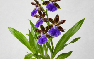 Zygopetalum Maxillare orchid showing green and brown petals with a vibrant violet-blue lip.