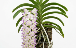 A flowering Aerides Lawrenceae orchid with cascading white and purple blossoms hanging from a wooden basket.