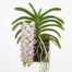 A flowering Aerides Lawrenceae orchid with cascading white and purple blossoms hanging from a wooden basket.