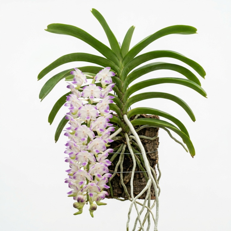 Aerides Lawrenceae