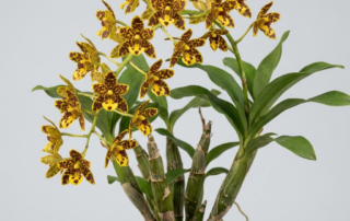 Ansellia Africana orchid with spotted yellow flowers and cane-like pseudobulbs.