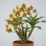 Ansellia Africana orchid with spotted yellow flowers and cane-like pseudobulbs.