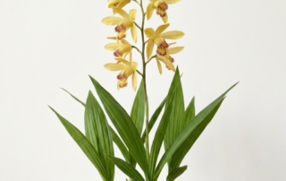Soft yellow flowers of a Bletilla Ochracea orchid blooming above pleated green foliage.