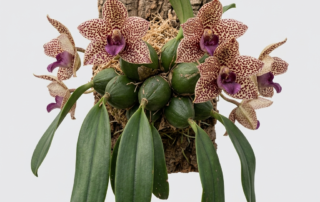 Fleshy, maroon-spotted flowers of a Bulbophyllum Macrobulbum orchid.