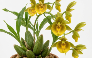 Catasetum Expansum orchid with a large shield-shaped lip and spindle-shaped pseudobulbs.