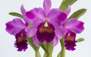 Cattleya Fabia orchid with large lavender petals and a velvety purple lip with gold veining.