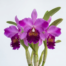Cattleya Fabia orchid with large lavender petals and a velvety purple lip with gold veining.