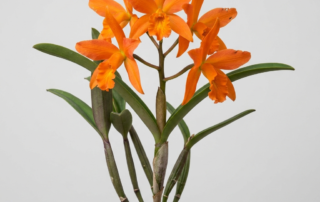 Vibrant orange star-shaped flowers of a Cattleya Angereri orchid growing upright.