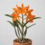 Vibrant orange star-shaped flowers of a Cattleya Angereri orchid growing upright.