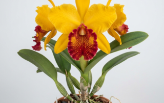 A blooming Cattleya Aurea orchid with large golden-yellow petals and a deeply veined crimson lip.