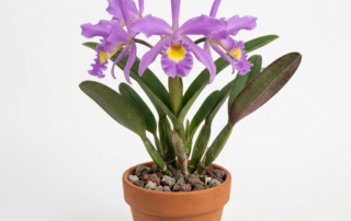 Cattleya Crispata orchid showing star-shaped lavender flowers with a ruffled lip