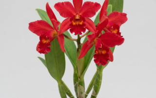 Vibrant red and orange flowers of the compact Cattleya Mantiqueirae orchid.