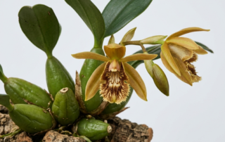 A blooming Coelogyne Ovalis orchid with bronze-colored flowers and a dark, heavily fringed lip.
