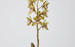 Fragrant pale yellow and olive green flowers of a Cymbidium Defoliatum orchid growing from its green pseudobulbs.