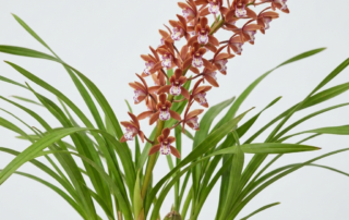 Cymbidium Pumilum orchid with dense spikes of reddish-brown flowers and grass-like foliage.