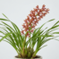 Cymbidium Pumilum orchid with dense spikes of reddish-brown flowers and grass-like foliage.