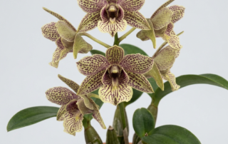 Dendrobium Alexandrae orchid cultivar flowers