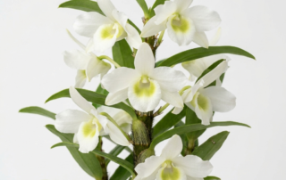 Pristine white flowers of a Dendrobium Dearei orchid with a green throat and cane-like stems.