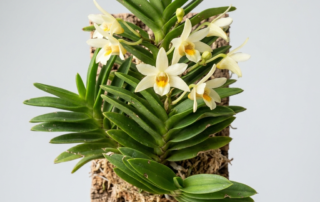 Dendrobium Equitans orchid showing its fan-like overlapping leaves and small creamy white flowers.