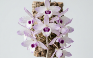 Translucent white and pale violet flowers blooming along the bare canes of a Dendrobium Transparens orchid.
