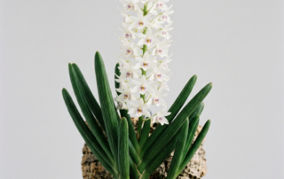 Dendrobium Wassellii orchid with upright cylindrical leaves and a dense spike of starry white flowers.