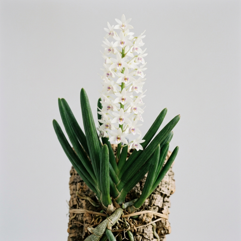 Dendrobium Wassellii