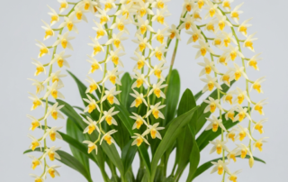 Cascading flower chains of a Dendrochilum Cobbianum orchid with miniature white and yellow blossoms.