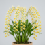 Cascading flower chains of a Dendrochilum Cobbianum orchid with miniature white and yellow blossoms.