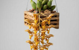 Pendulous yellow and orange flowers of a Gongora Galeata orchid hanging from a basket.