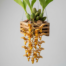 Pendulous yellow and orange flowers of a Gongora Galeata orchid hanging from a basket.
